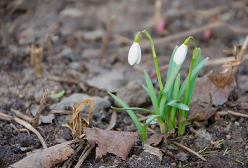 Snowdrops in early spring in the park
