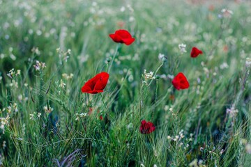field of poppies