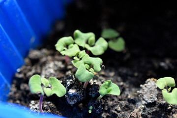 Flower seedlings and their shoots in pots with earth