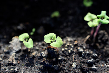 Flower seedlings and their shoots in pots with earth