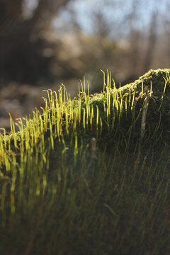 Camacho of green moss growing on a tree stump in the forest on a beautiful spring day.