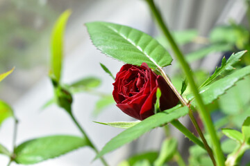 Indoor red rose on the windowsill in the apartment