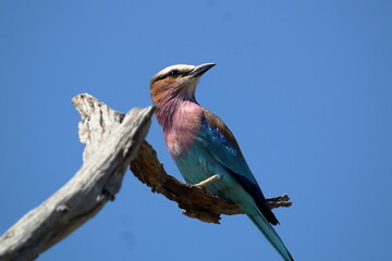 Lilacbreasted Roller Blue Sky