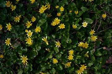 spring yellow flowers close-up view from above in green grass