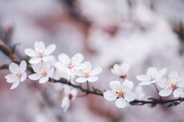 cherry blossom in spring