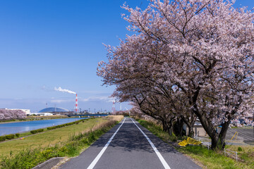 三重県四日市市　海蔵川の桜並木4