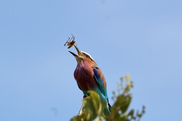 Lilacbreasted Roller Eating Grasshopper