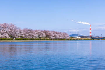 三重県四日市市　海蔵川の桜並木3