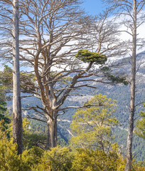 High Mountain Landscape with dead pines
