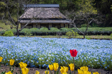 岐阜県美濃加茂市　ぎふ清流里山公園　チューリップ、ネモフィラ畑と藁ぶき屋根
