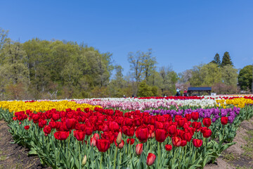 岐阜県美濃加茂市　ぎふ清流里山公園　チューリップ畑2