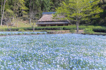 岐阜県美濃加茂市　ぎふ清流里山公園　ネモフィラ畑と藁ぶき屋根2