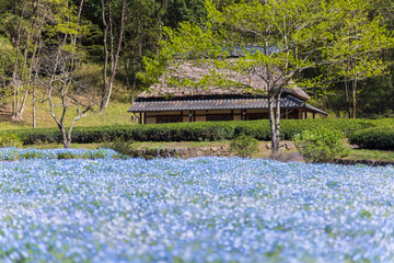 岐阜県美濃加茂市　ぎふ清流里山公園　ネモフィラ畑と藁ぶき屋根1