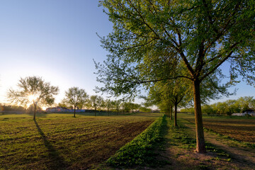 Obraz premium Lilac Departemental park in Grand Paris area. Vitry-sur-Seine city