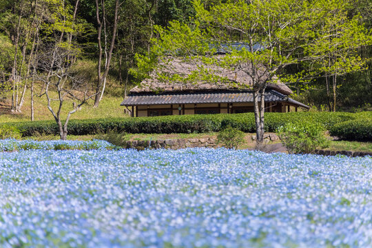Takashi Mizutani Photos Images Assets Adobe Stock