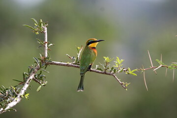 Little Bee-Eater