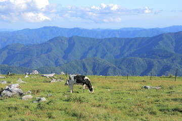四国カルスト　放牧の牛