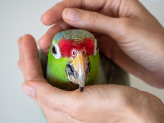 Portrait of a large green Amazon parrot in a gentle embrace. Rehabilitation of birds, love for parrots
