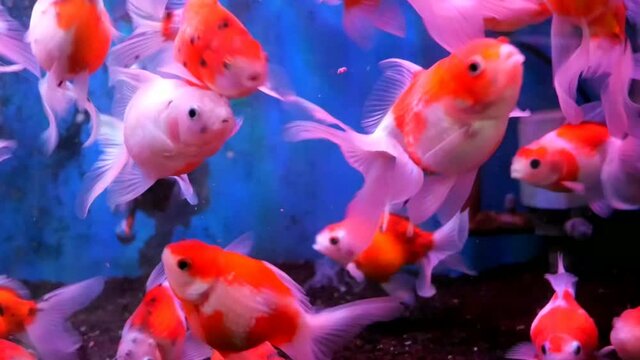 beautiful goldfish in aquarium