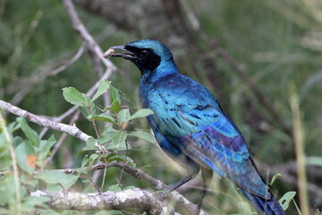 Meves' Longtailed Starling