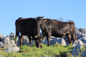 四国カルスト　放牧の牛