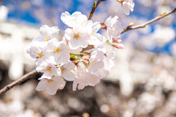 桜の花