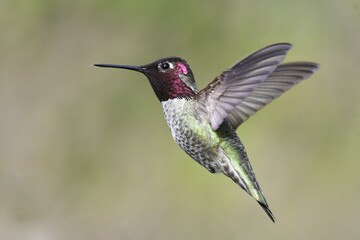 Fototapeta na wymiar Flying hummingbird beak wings
