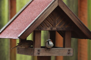 der Haussperling im Vogelhäuschen