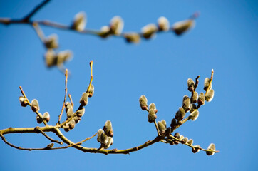 A branch of a budding willow against the blue sky