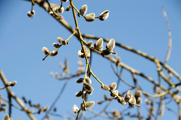 A branch of a budding willow against the blue sky
