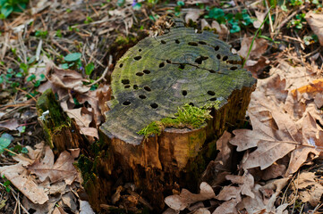 stump with green moss in the woods among the fallen leaves close up