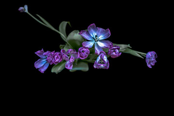 Fototapeta na wymiar Blue tulips on a black background.