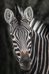 Fototapeta na wymiar Chapman's zebra, Equus quagga chapmani, Close up of the face of a zebra