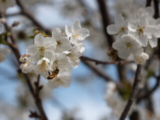 White Cherry Blossoms just Bloomed on a Tree in Springtime