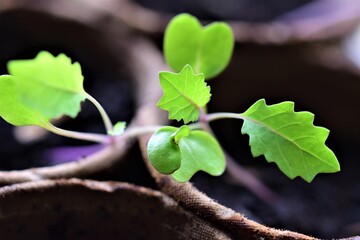 Leaves of a young cabbage plant as a close up