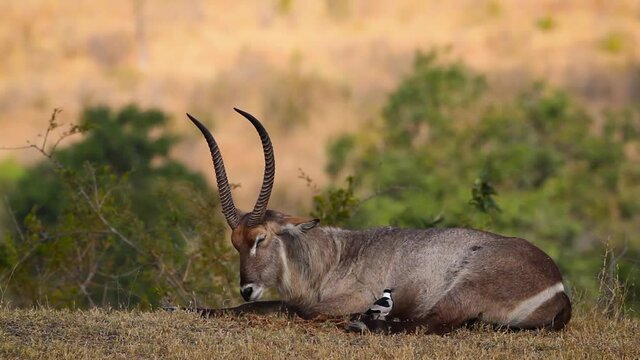Common Waterbuck male lying down and ruminating in Kruger National park, South Africa ; Specie Kobus ellipsiprymnus family of Bovidae