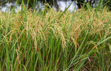 rice is full of fields near the harvest season.