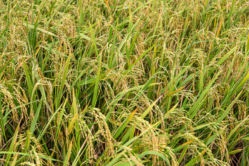 rice is full of fields near the harvest season.