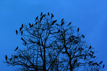 birds in the tree