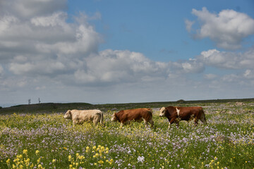 cows in the field