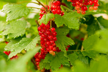 bright red red currant berries with drops of water after rain