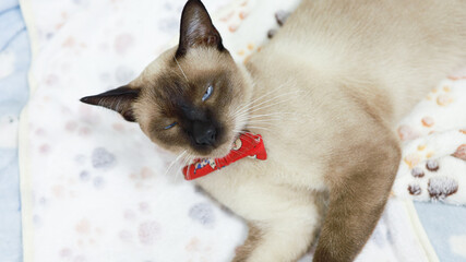 Brown beige cat. Siamese cat resting