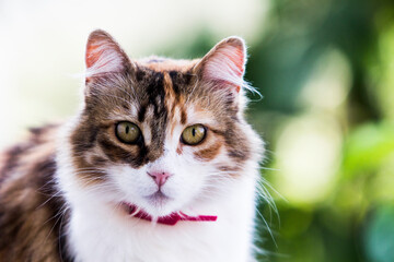 Adorable calico cat head portrait. 