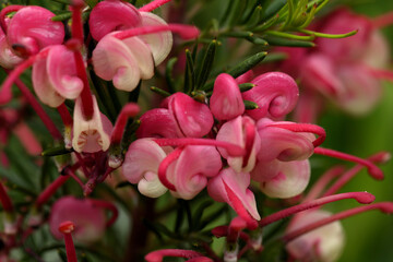 Fototapeta premium floraison du grevillea