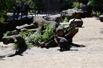 Fototapeta premium Adorable little red kangaroo photographed in a zoo named Korkeasaari located in Helsinki, Finland. June 2019. Sunny summer day. The cute kangaroo is standing on sand in its cage. Color image.