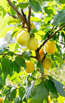 Plum tree with ripe plum fruit.