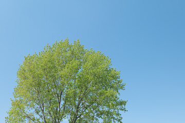 春の青空と新緑の木　4月