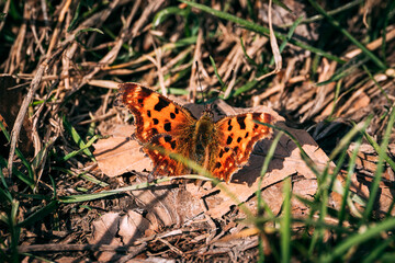 butterfly (Inachis io) on dry leaves in spring