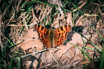 butterfly on the grass