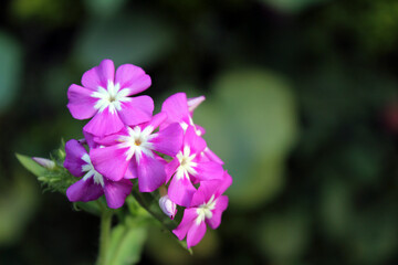 flowers in the garden